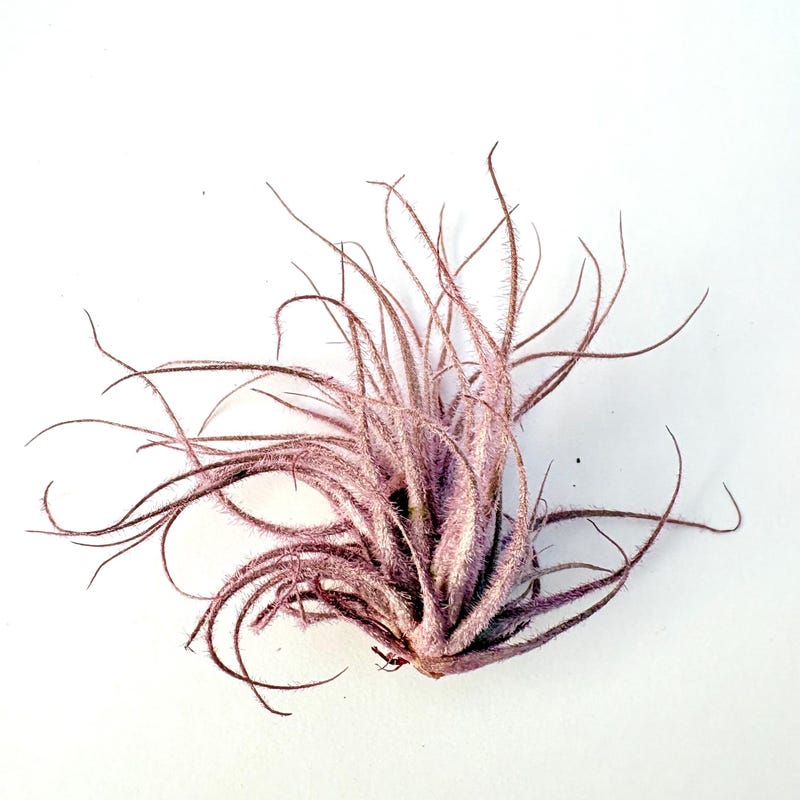 Air Plant Tectorum Pink 2"-3"