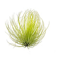 Air Plant Andreana 3"-4"