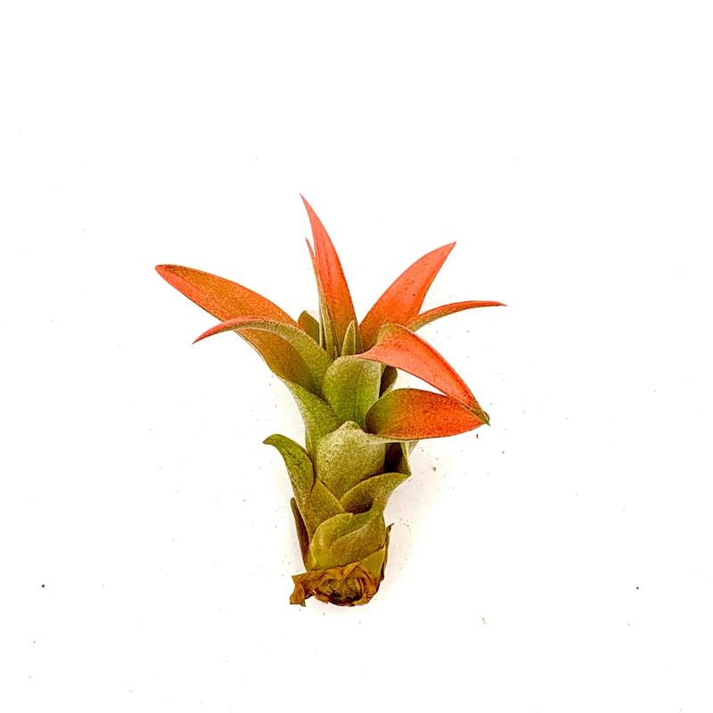 Air Plant Capitata Peach 2"-3"