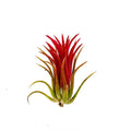 Air Plant Ioanantha Fuego 2"-3"