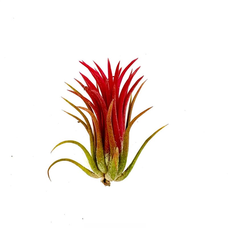 Air Plant Ioanantha Fuego 2"-3"