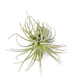 Air Plant Tectorum 2"-3"