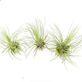 Air Plant Fuchsii 3PK 2"-3"
