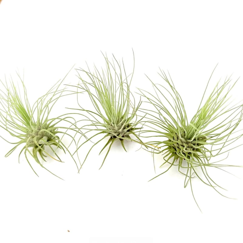 Air Plant Fuchsii 3PK 2"-3"