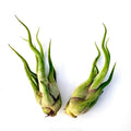 Air Plant Caput Medusae 2PK 3"-4"