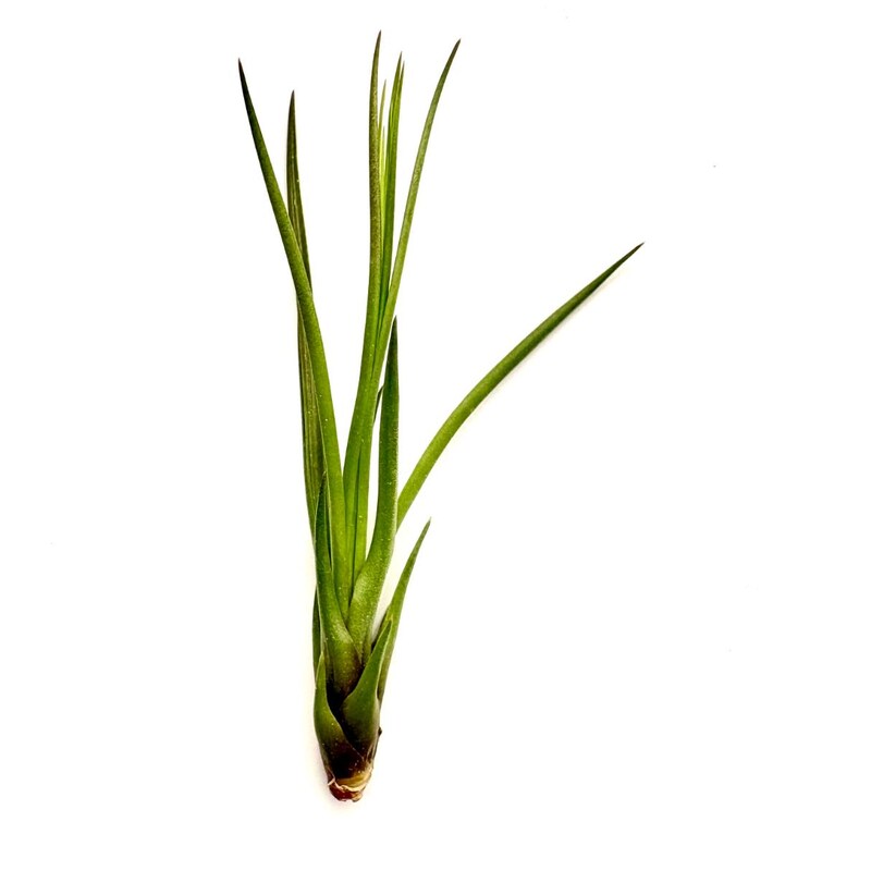Air Plant Tricolor 3"-5"