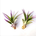 Air Plant Velutina Lavender 2PK 3"-4"