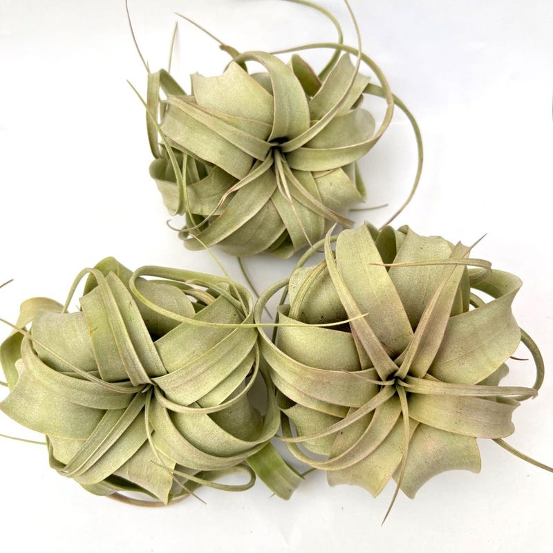 Air Plant Xerographica 3PK 4"-5"