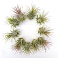 Air Plant Ionantha 10PK 2"-3"