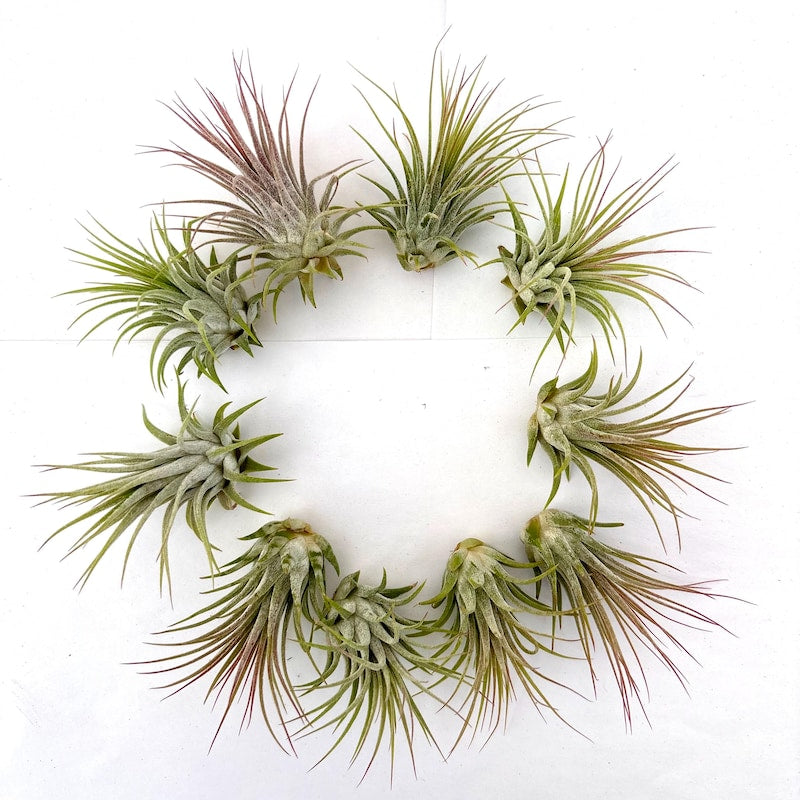 Air Plant Ionantha 10PK 2"-3"