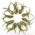 Air Plant Medusae 10PK 3"-4"