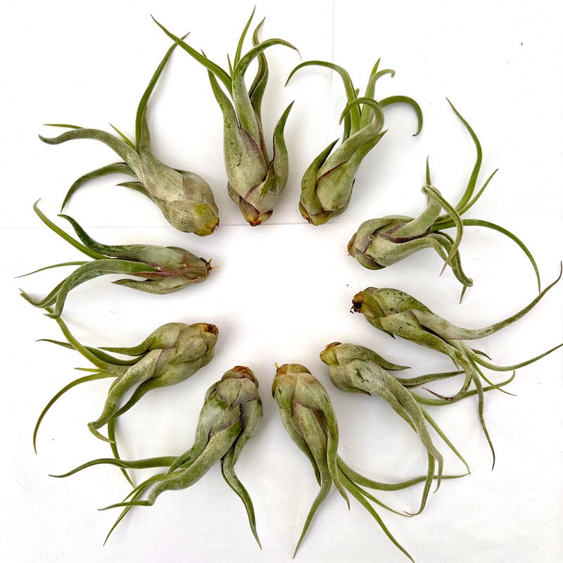 Air Plant Medusae 10PK 3"-4"