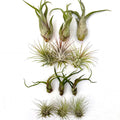 Air Plant Bundle (12PK, 2"-4") Tillandsia – Indoor Live Plants