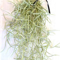 Air Plant Tillandsia Usneoides (Spanish Moss)