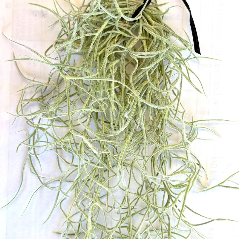 Air Plant Tillandsia Usneoides (Spanish Moss)
