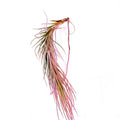 Air Plant Funckiana Pink 2"-3"