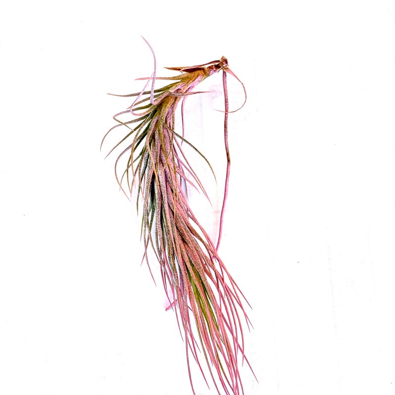 Air Plant Funckiana Pink 2"-3"