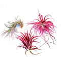Air Plant Bundle Pink 3PK 2"-3"