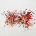 Air Plant Ionantha Red 2PK 2"-3"