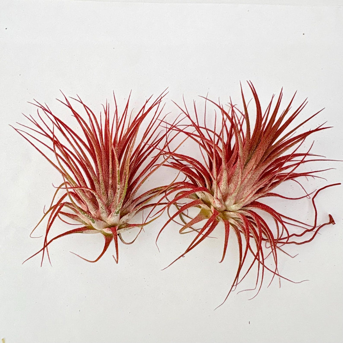 Air Plant Ionantha Red 2PK 2"-3"