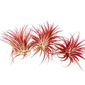 Air Plant Ionantha Red 3PK 2"-3"