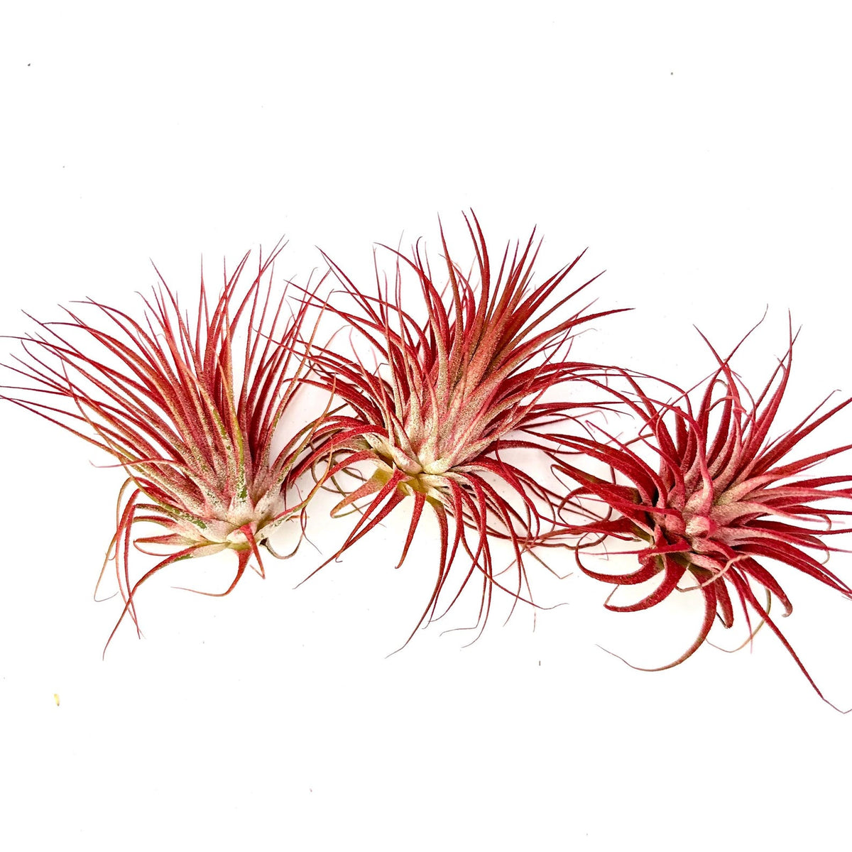 Air Plant Ionantha Red 3PK 2"-3"
