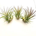 Air Plant Ionantha 3PK 2"-3"