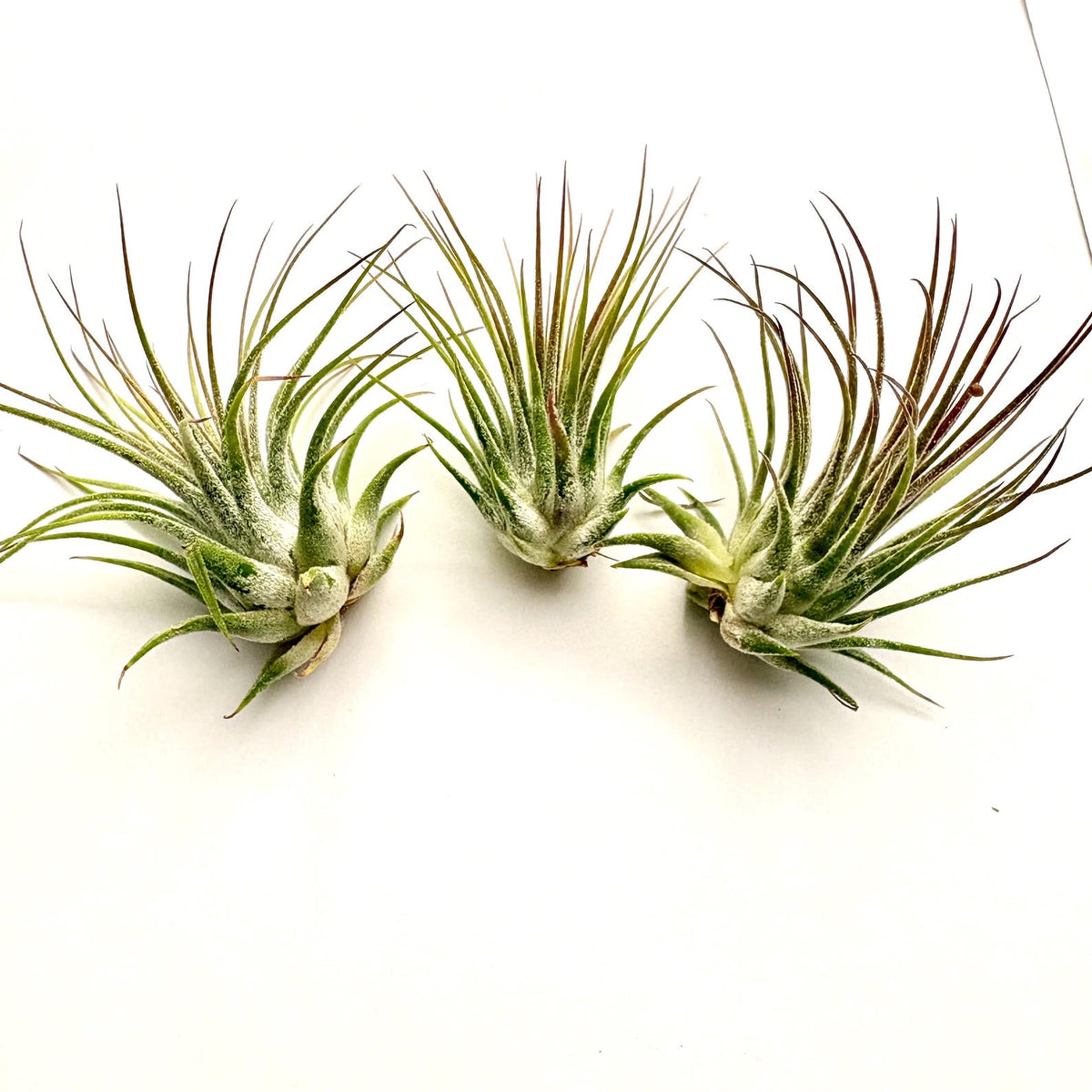 Air Plant Ionantha 3PK 2"-3"