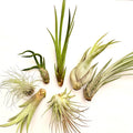 Air Plant Bundle 7PK 2"-6"
