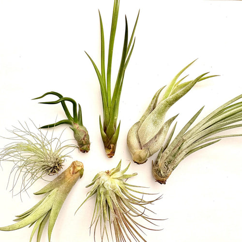 Air Plant Bundle 7PK 2"-6"