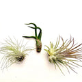 Air Plant Bundle 3PK 2"-4"