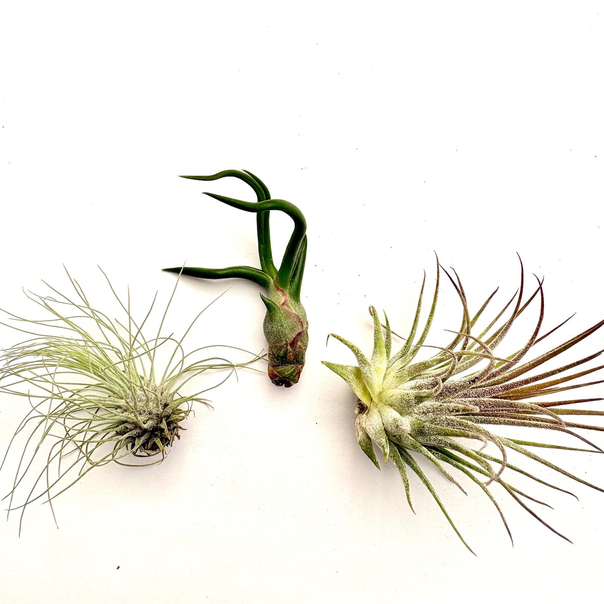 Air Plant Bundle 3PK 2"-4"