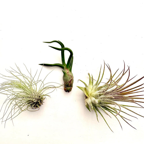 Air Plant Bundle 3PK 2"-4"