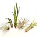 Air Plant Bundle 5PK 2"-5"