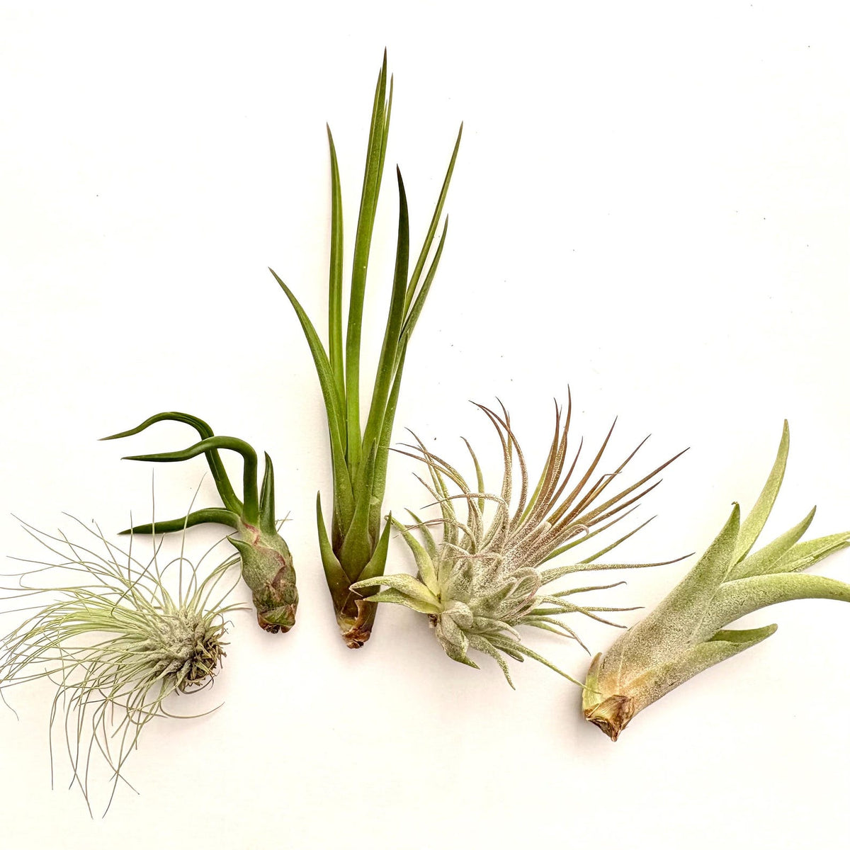 Air Plant Bundle 5PK 2"-5"