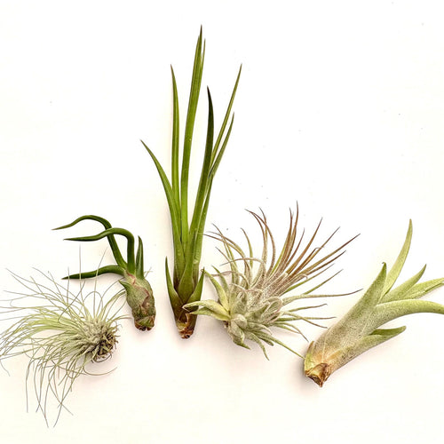 Air Plant Bundle 5PK 2"-5"