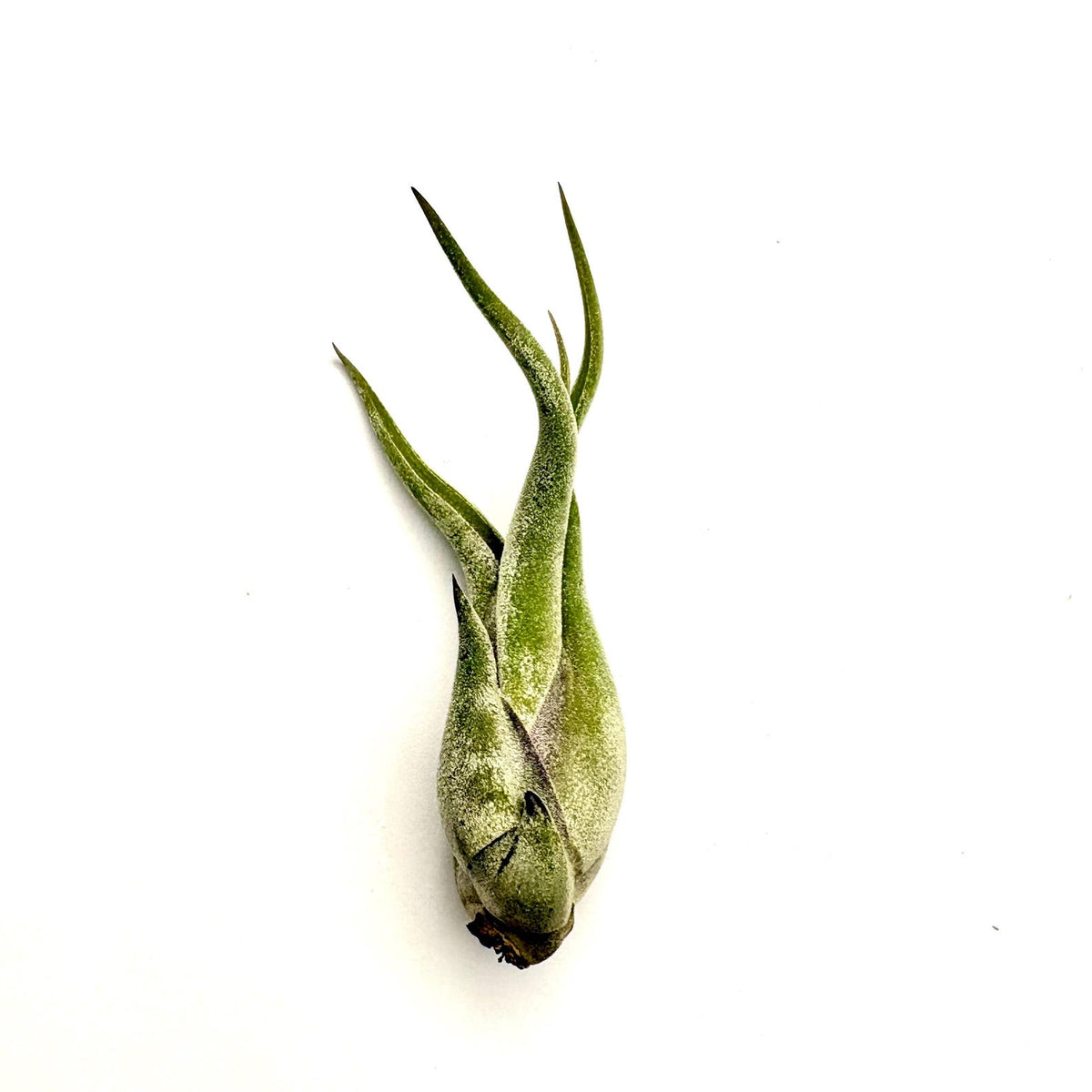 Air Plant Caput Medusae 3"-4"