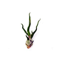 Air Plant Bulbosa 2"-3"