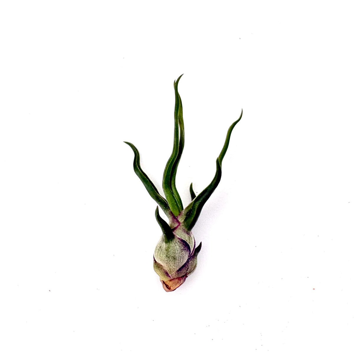 Air Plant Bulbosa 2"-3"