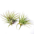 Air Plant Ionantha 2PK 2"-3"