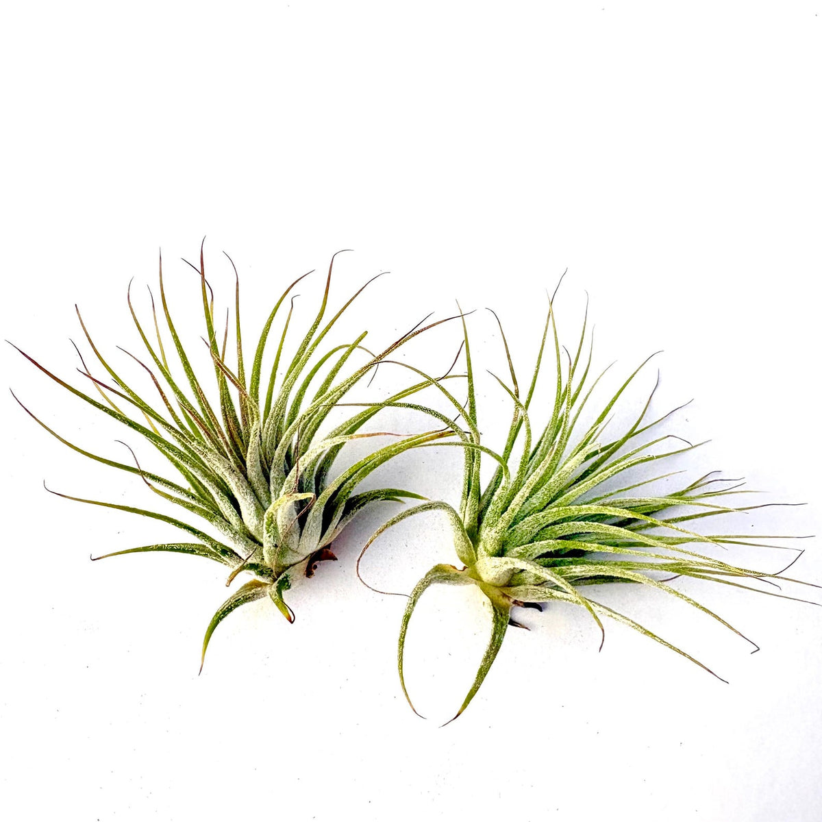 Air Plant Ionantha 2PK 2"-3"