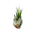 Air Plant Scaposa Kolby 2"-3"