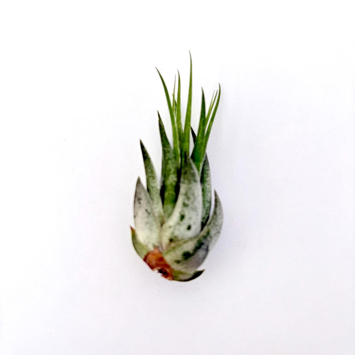 Air Plant Scaposa Kolby 2"-3"