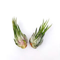 Air Plant Scaposa Kolby 2PK 2"-3"