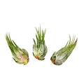 Air Plant Scaposa Kolby 3PK 2"-3"
