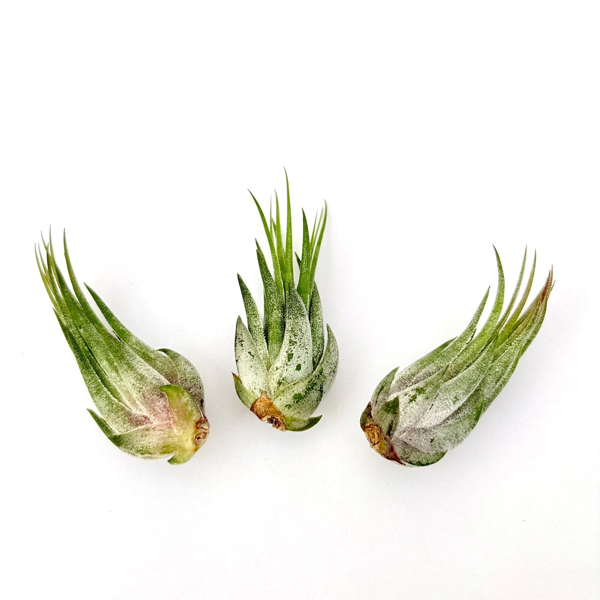 Air Plant Scaposa Kolby 3PK 2"-3"
