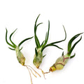 Air Plant Bulbosa 3PK 3"-4"