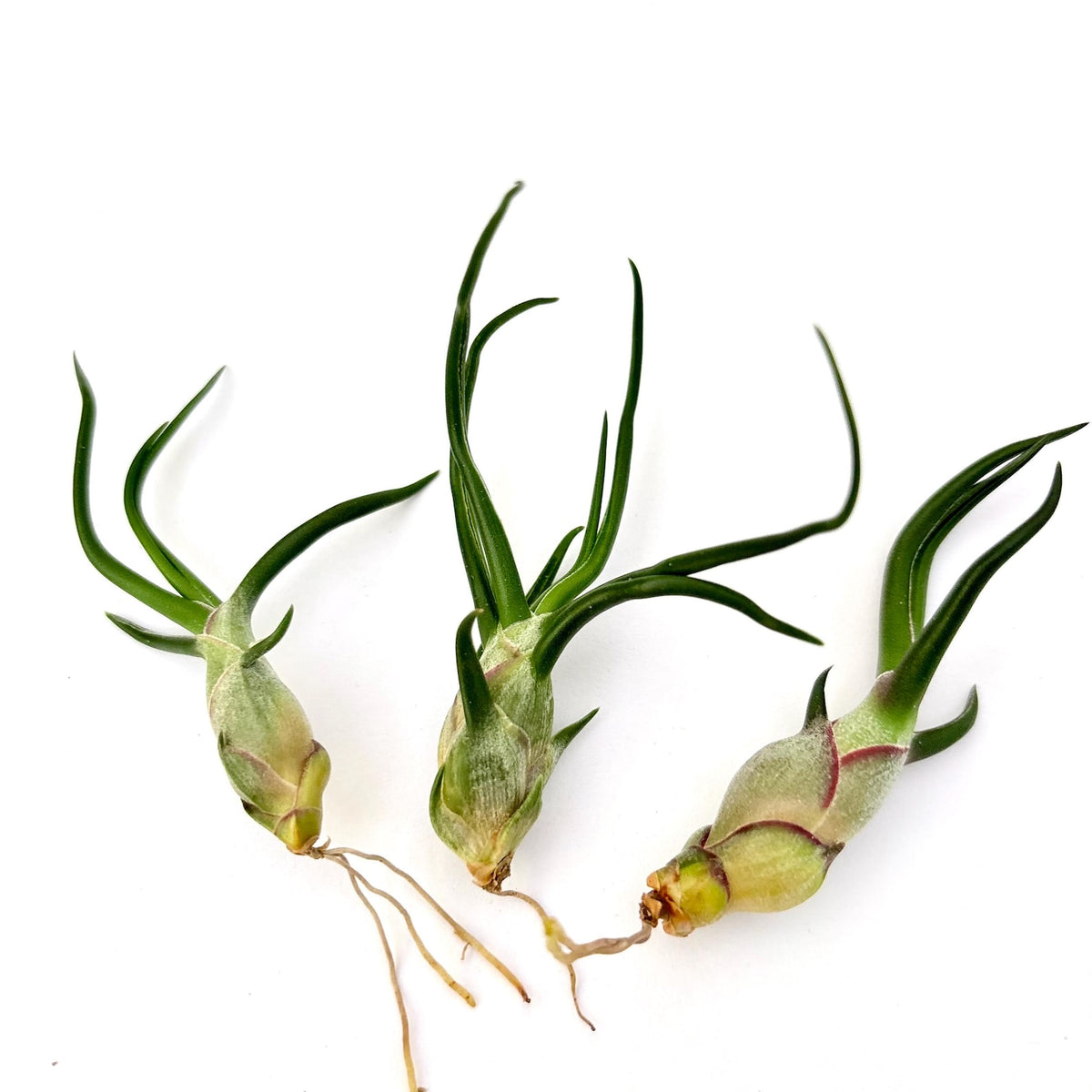 Air Plant Bulbosa 3PK 3"-4"