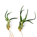 Air Plant Bulbosa 2PK 3"-4"