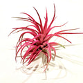Air Plant Ionantha Pink 2"-3"